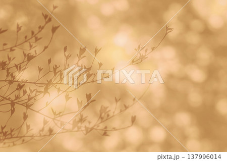 春のやさしい木漏れ日の中、芽生える若葉のシルエット 137996014