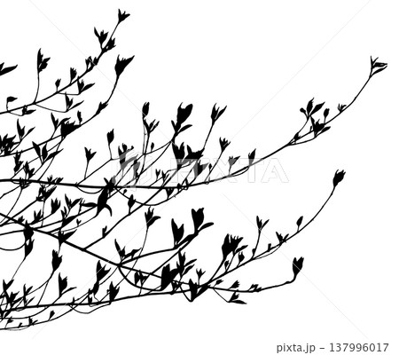 樹木が芽生える春、若葉のモノクロシルエット 137996017