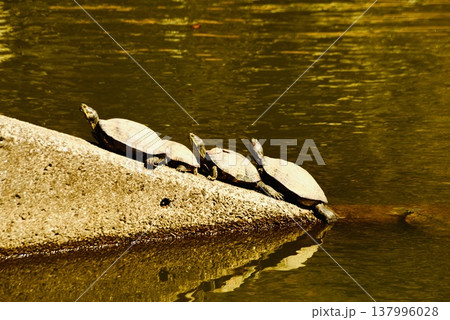 早春の池で甲羅干しするクサガメ4匹 早春の池で甲羅干しするクサガメ4匹 137996028