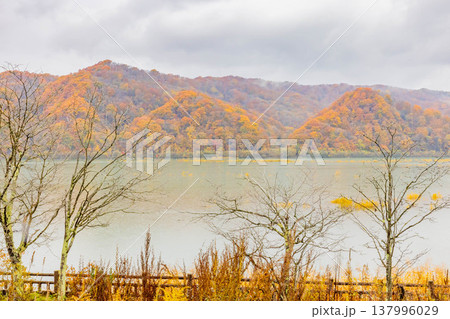 沙流川と黄葉 137996029