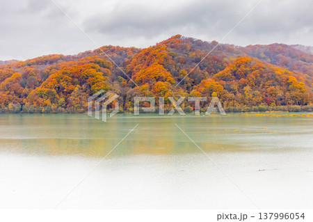 沙流川と黄葉 137996054