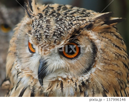 獲物をみつめるフクロウ 137996146
