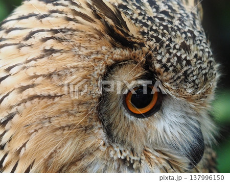 うつむくフクロウ 137996150