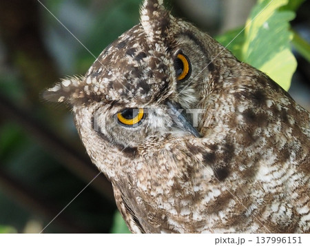 見つめるフクロウ 137996151