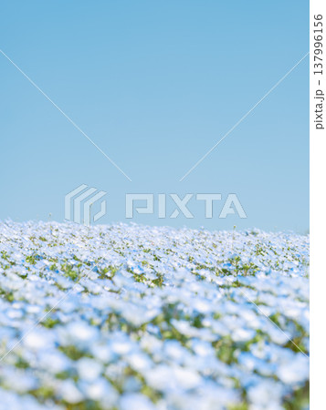 春のネモフィラが咲くやわらかな青い花畑 137996156