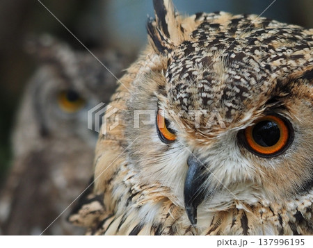 油断しているフクロウ 油断しているフクロウ 137996195