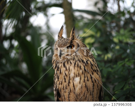 獲物を見つめるフクロウ 獲物を見つめるフクロウ 137996308