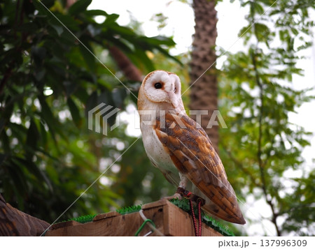 振り返るフクロウ 振り返るフクロウ 137996309