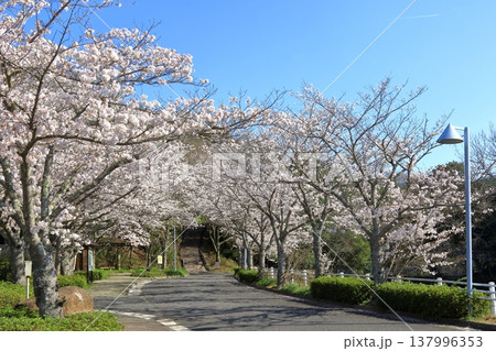 龍王山総合公園の桜(東広島市黒瀬町) 龍王山総合公園の桜(東広島市黒瀬町) 137996353
