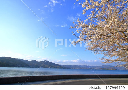 桜咲く春の大芝島(東広島市) 桜咲く春の大芝島(東広島市) 137996369