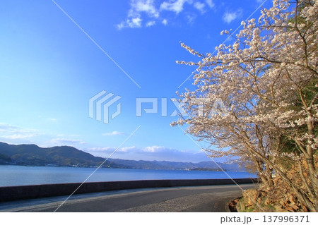 桜咲く春の大芝島(東広島市) 137996371