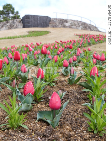ピンクのチューリップ畑　春の花の風景 137996400