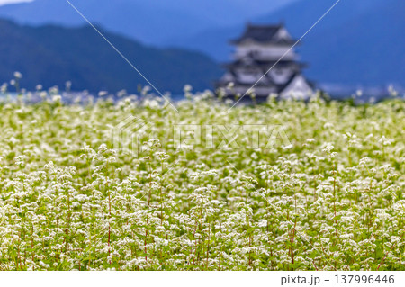 福井県勝山市 勝山城博物館と満開のそば畑 秋の風景 137996446