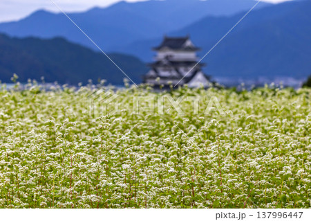 福井県勝山市 勝山城博物館と満開のそば畑 秋の風景 137996447