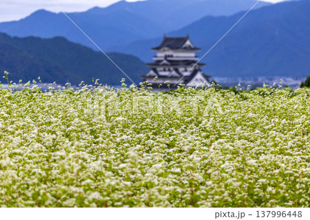 福井県勝山市 勝山城博物館と満開のそば畑 秋の風景 137996448