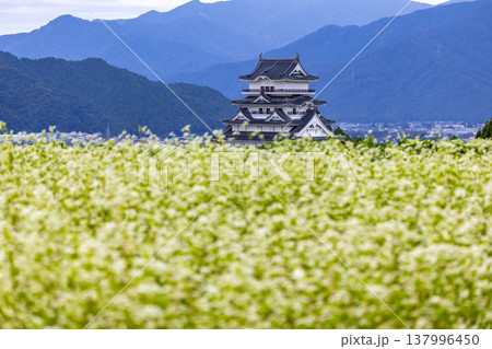 福井県勝山市 勝山城博物館と満開のそば畑 秋の風景 137996450