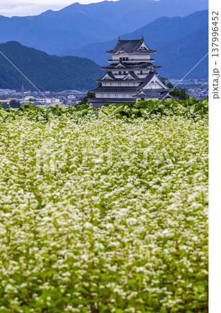 福井県勝山市 勝山城博物館と満開のそば畑 秋の風景 137996452
