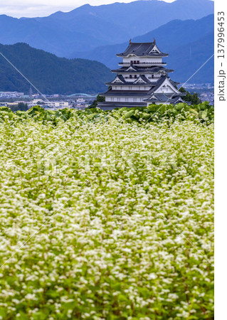福井県勝山市 勝山城博物館と満開のそば畑 秋の風景 137996453