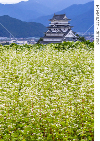 福井県勝山市 勝山城博物館と満開のそば畑 秋の風景 137996454