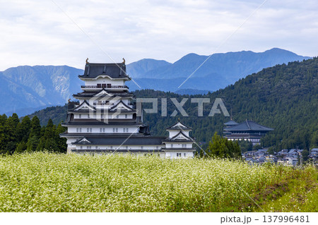 福井県勝山市 勝山城博物館と満開のそば畑 秋の風景 福井県勝山市 勝山城博物館と満開のそば畑 秋の風景 137996481