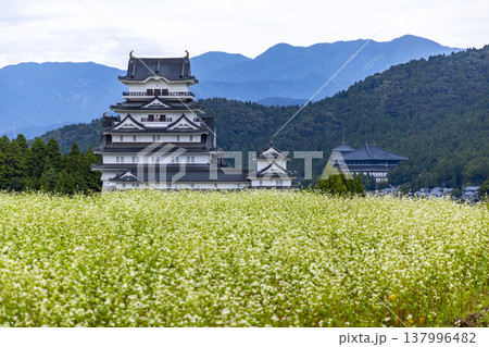 福井県勝山市 勝山城博物館と満開のそば畑 秋の風景 137996482
