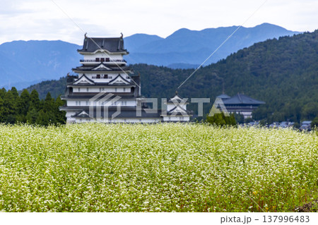 福井県勝山市 勝山城博物館と満開のそば畑 秋の風景 福井県勝山市 勝山城博物館と満開のそば畑 秋の風景 137996483