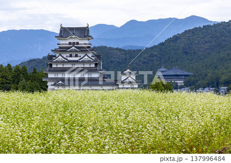 福井県勝山市 勝山城博物館と満開のそば畑 秋の風景 137996484