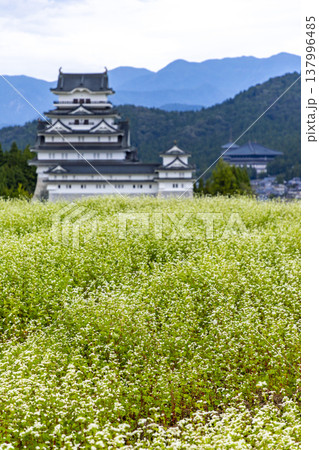 福井県勝山市 勝山城博物館と満開のそば畑 秋の風景 福井県勝山市 勝山城博物館と満開のそば畑 秋の風景 137996485