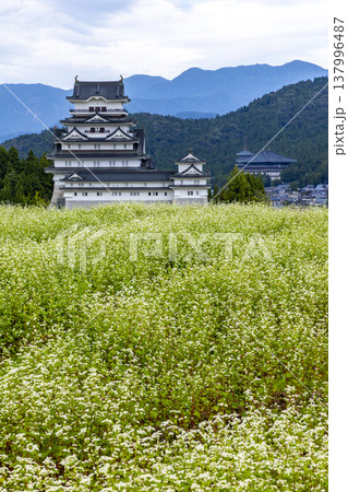 福井県勝山市 勝山城博物館と満開のそば畑 秋の風景 137996487