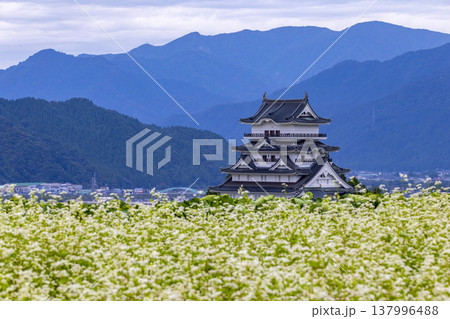 福井県勝山市 勝山城博物館と満開のそば畑 秋の風景 137996488