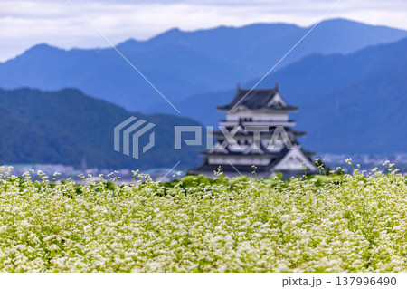 福井県勝山市 勝山城博物館と満開のそば畑 秋の風景 137996490