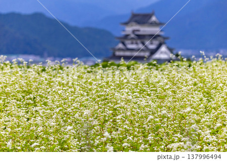 福井県勝山市 勝山城博物館と満開のそば畑 秋の風景 137996494