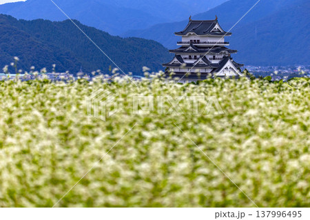 福井県勝山市 勝山城博物館と満開のそば畑 秋の風景 137996495