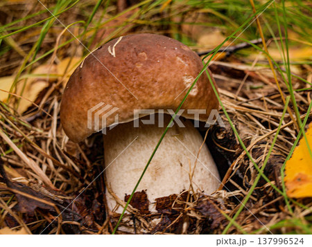 Fresh edible porcini mushroom with a thick white stalk in the grass Fresh edible porcini mushroom with a thick white stalk in the grass 137996524