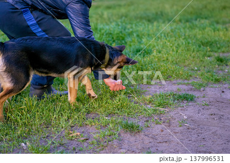 The owner gives some food to the dog during a walk 137996531