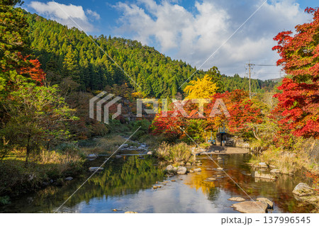 豊田市の大井平公園の紅葉した木々の風景(愛知県) 豊田市の大井平公園の紅葉した木々の風景(愛知県) 137996545