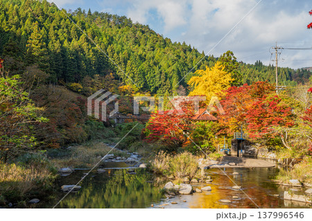 豊田市の大井平公園の紅葉した木々の風景(愛知県) 豊田市の大井平公園の紅葉した木々の風景(愛知県) 137996546