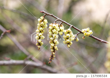 キブシの花序 キブシの花序 137996584