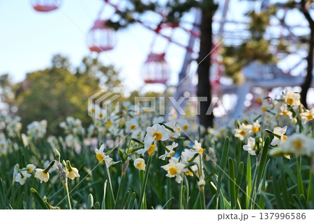 葛西臨海公園の水仙と観覧車 東京 葛西臨海公園の水仙と観覧車 東京 137996586