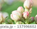 Petals gently curve against a spring backdrop, soft light highlights the texture of the flower, perfect for spring, floral or romantic themes, as well as weddings, beauty or nature designs, pear 137996602