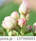 Petals gently curve against a spring backdrop, soft light highlights the texture of the flower, perfect for spring, floral or romantic themes, as well as weddings, beauty or nature designs, pear 137996603