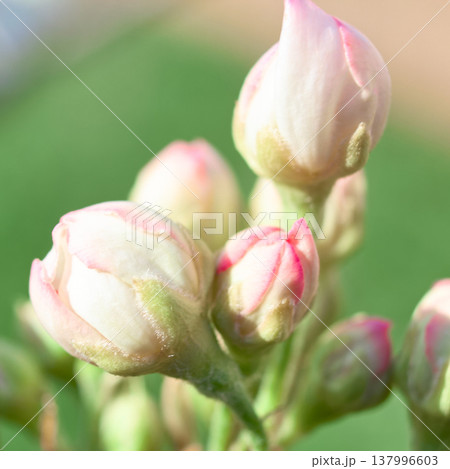 Petals gently curve against a spring backdrop, soft light highlights the texture of the flower, perfect for spring, floral or romantic themes, as well as weddings, beauty or nature designs, pear Petals gently curve against a spring backdrop, soft light highlights the texture of the flower, perfect for spring, floral or romantic themes, as well as weddings, beauty or nature designs, pear 137996603