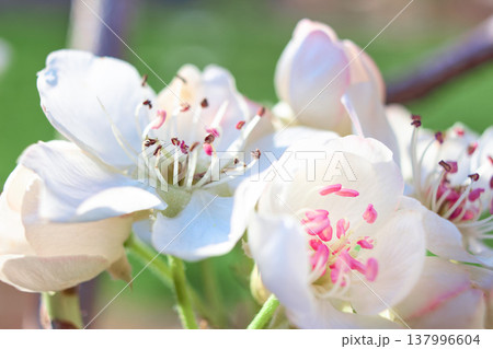 Petals gently curve against a spring backdrop, soft light highlights the texture of the flower, perfect for spring, floral or romantic themes, as well as weddings, beauty or nature designs, pear 137996604