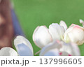 Petals gently curve against a spring backdrop, soft light highlights the texture of the flower, perfect for spring, floral or romantic themes, as well as weddings, beauty or nature designs, pear 137996605
