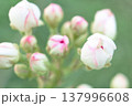 Petals gently curve against a spring backdrop, soft light highlights the texture of the flower, perfect for spring, floral or romantic themes, as well as weddings, beauty or nature designs, pear 137996608