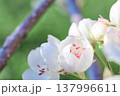 Petals gently curve against a spring backdrop, soft light highlights the texture of the flower, perfect for spring, floral or romantic themes, as well as weddings, beauty or nature designs, pear 137996611