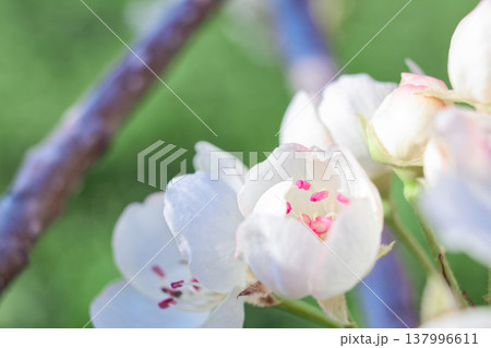 Petals gently curve against a spring backdrop, soft light highlights the texture of the flower, perfect for spring, floral or romantic themes, as well as weddings, beauty or nature designs, pear 137996611