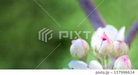 Petals gently curve against a spring backdrop, soft light highlights the texture of the flower, perfect for spring, floral or romantic themes, as well as weddings, beauty or nature designs, pear Petals gently curve against a spring backdrop, soft light highlights the texture of the flower, perfect for spring, floral or romantic themes, as well as weddings, beauty or nature designs, pear 137996614