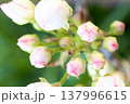 Petals gently curve against a spring backdrop, soft light highlights the texture of the flower, perfect for spring, floral or romantic themes, as well as weddings, beauty or nature designs, pear 137996615