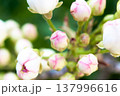 Petals gently curve against a spring backdrop, soft light highlights the texture of the flower, perfect for spring, floral or romantic themes, as well as weddings, beauty or nature designs, pear 137996616